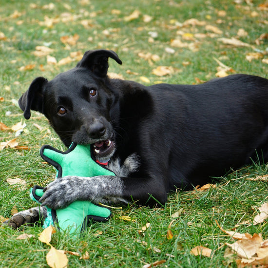 JW Pet ActiviToy Tilt Wheel Bird Toy Assorted 1ea/One Size for your Pet Dog with Pet Store X.